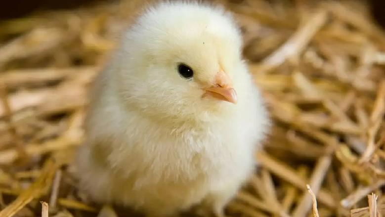 سعر الكتكوت اليوم، فيتو