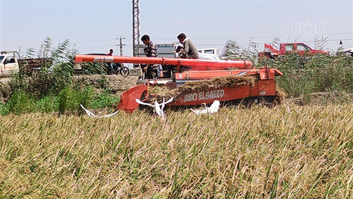 منطقه جنوب بورسعيد، فيتو