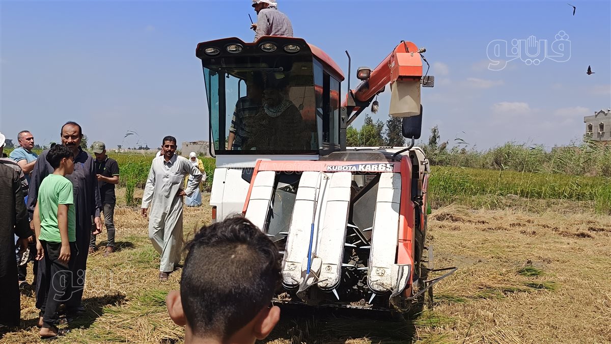 حصاد الأرز ببورسعيد، فيتو