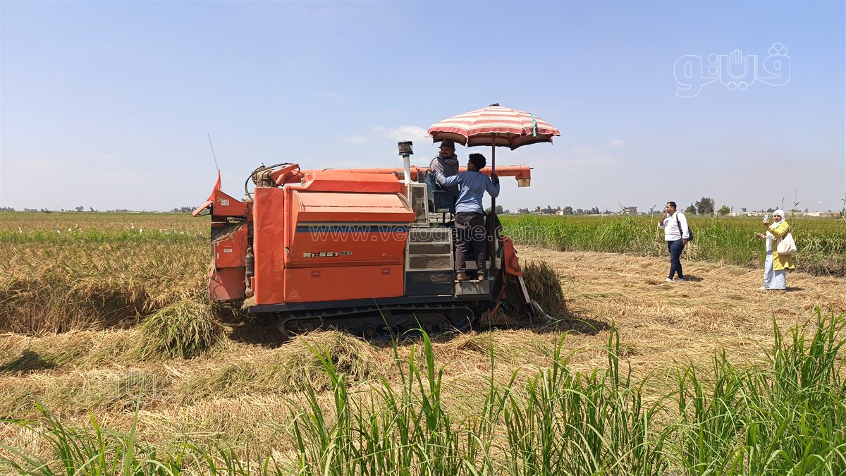 حصاد الأرز بجنوب بورسعيد، فيتو
