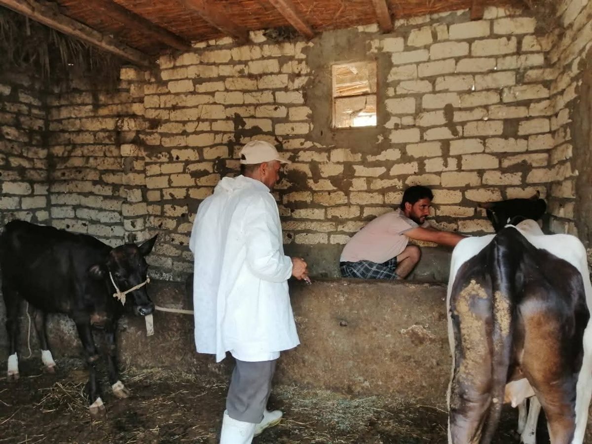 جانب من جهود الطب البيطرى بالإسماعيلية، فيتو