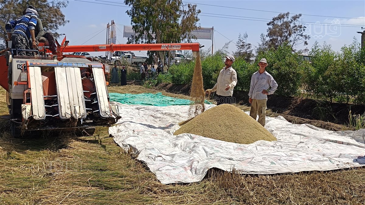 موسم حصاد الأرز ببورسعيد، فيتو 