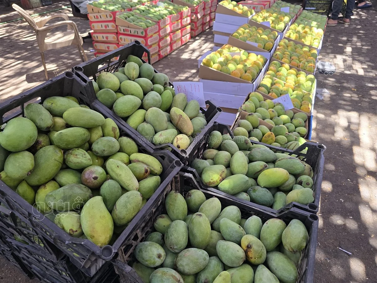 <strong>سعر المانجو اليوم في سوق العبور، فيتو</strong>