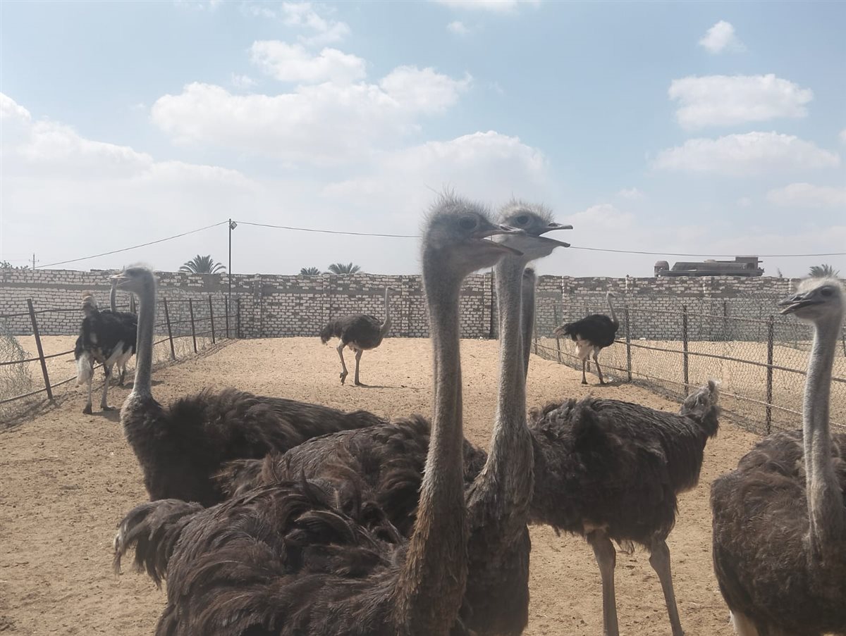 جانب من الجولة، فيتو