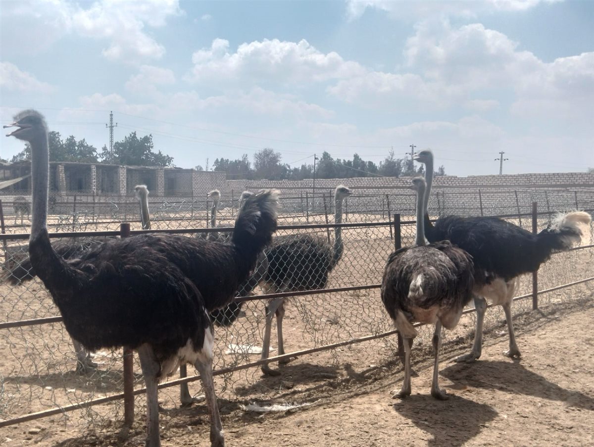 جانب من الجولة، فيتو