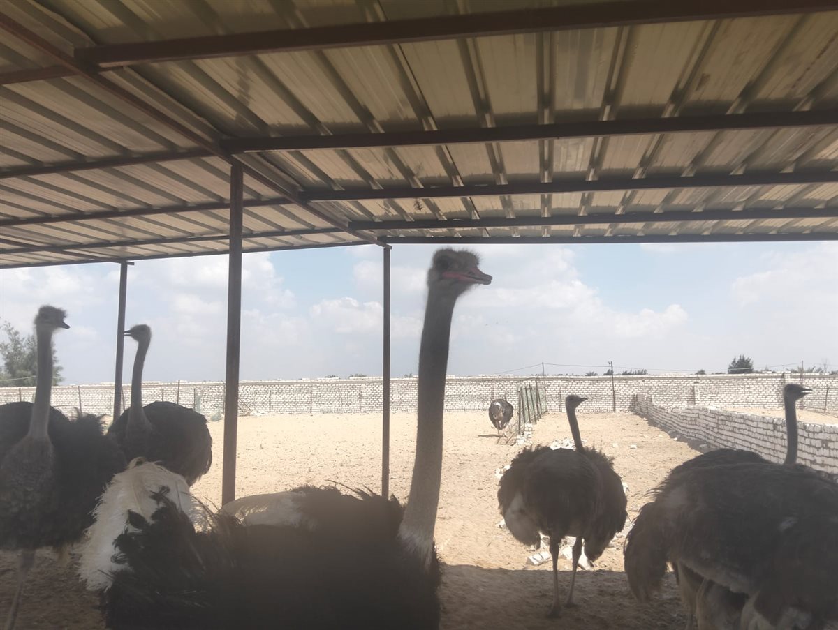 جانب من الجولة، فيتو