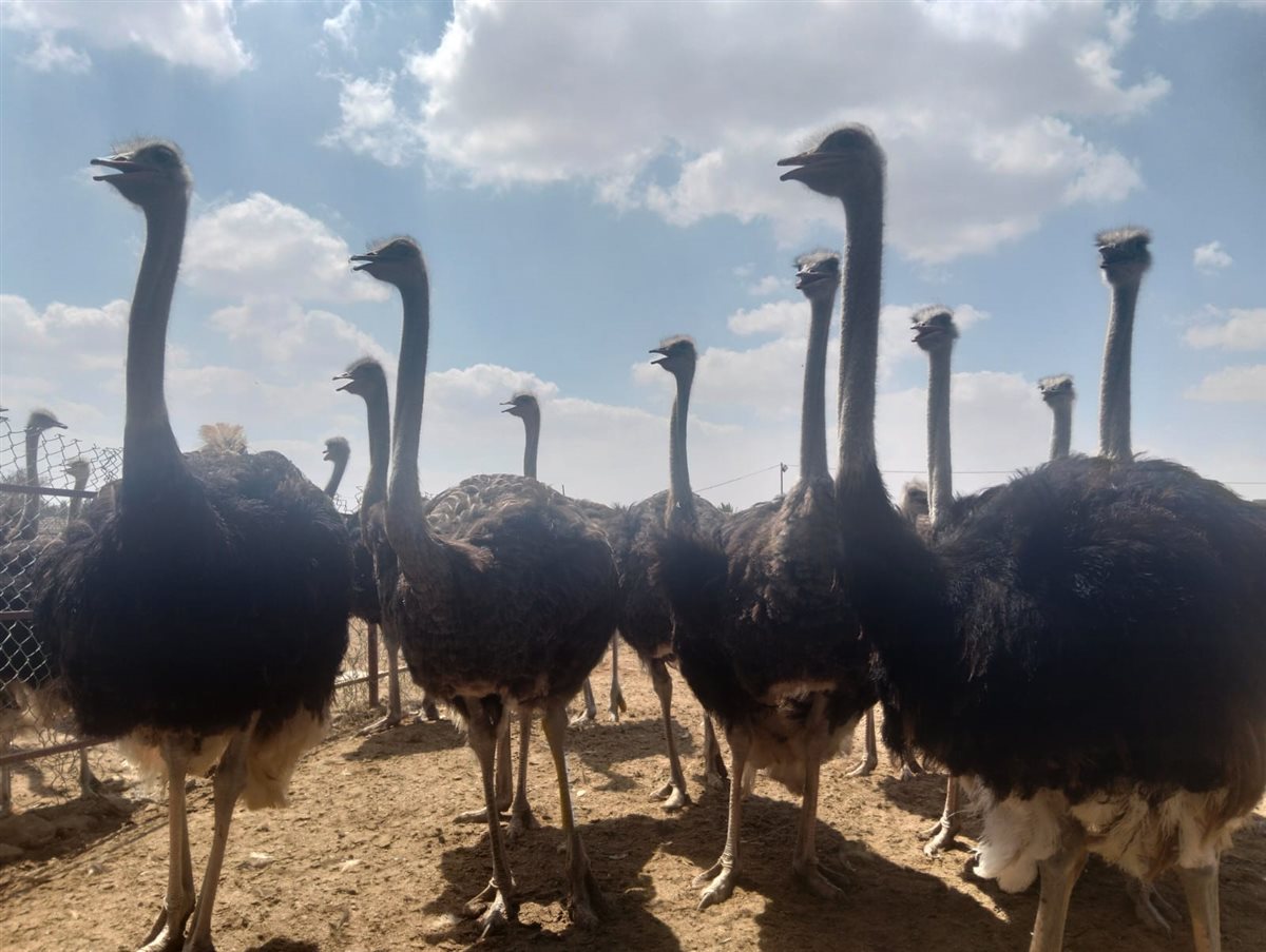 جانب من الجولة، فيتو