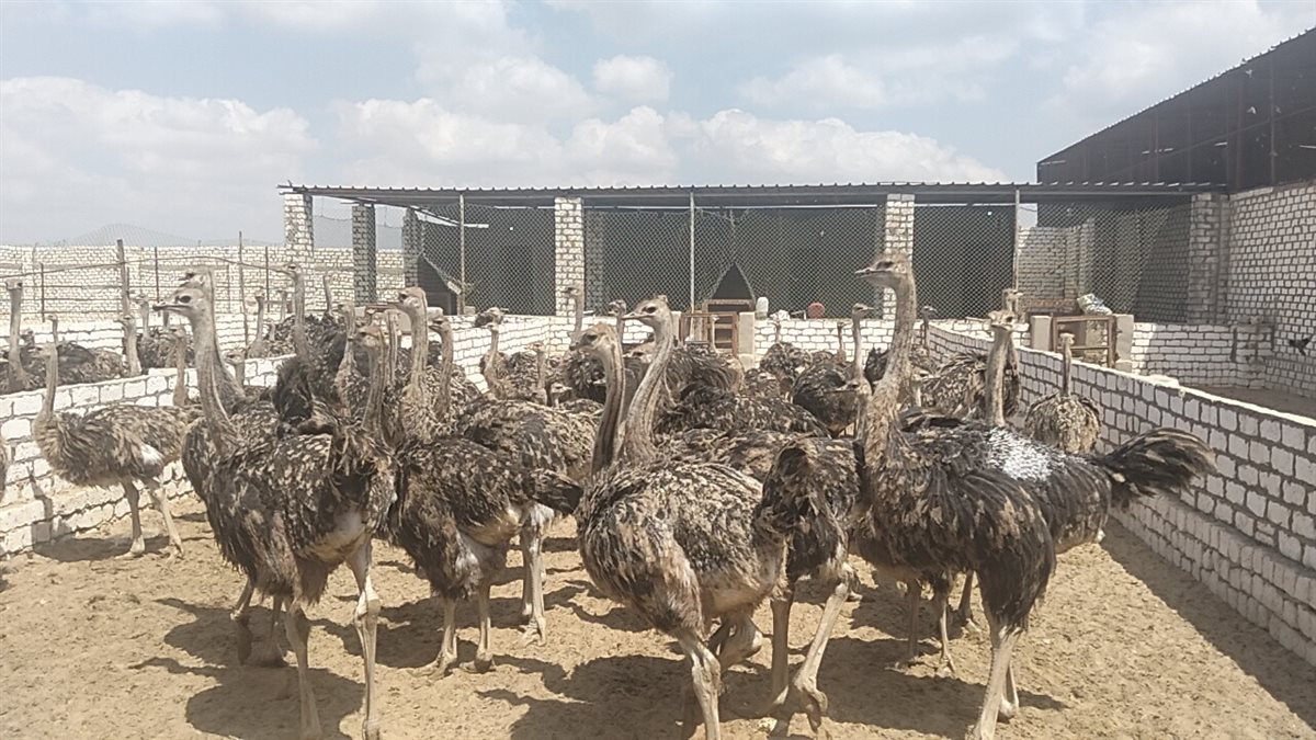 جانب من الجولة، فيتو