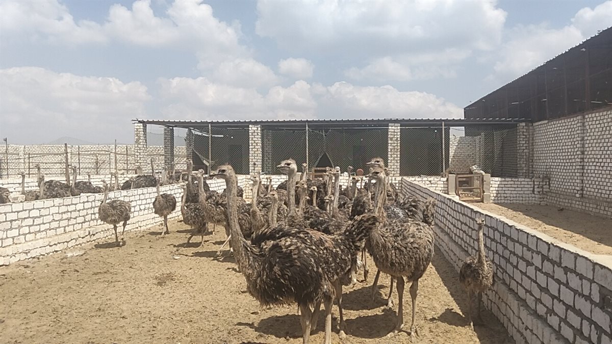 جانب من الجولة، فيتو