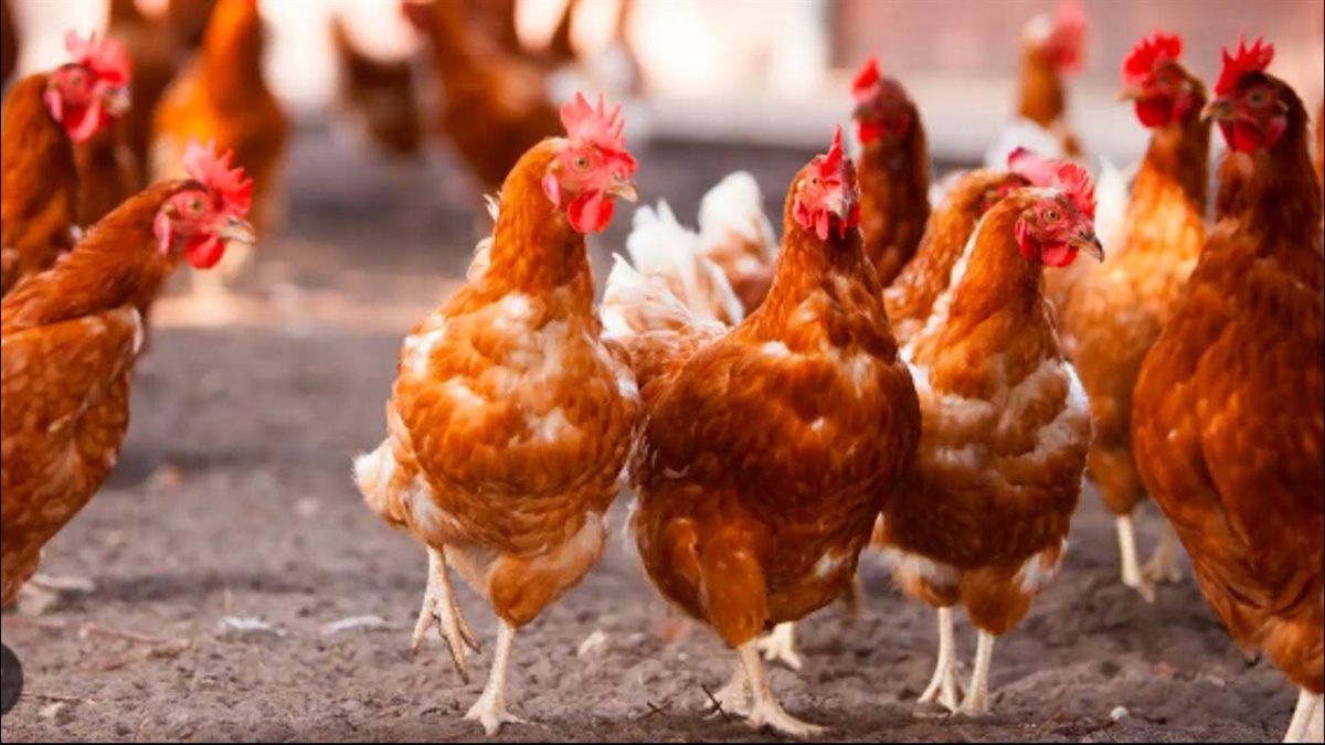 أسعار الفراخ اليوم، فيتو