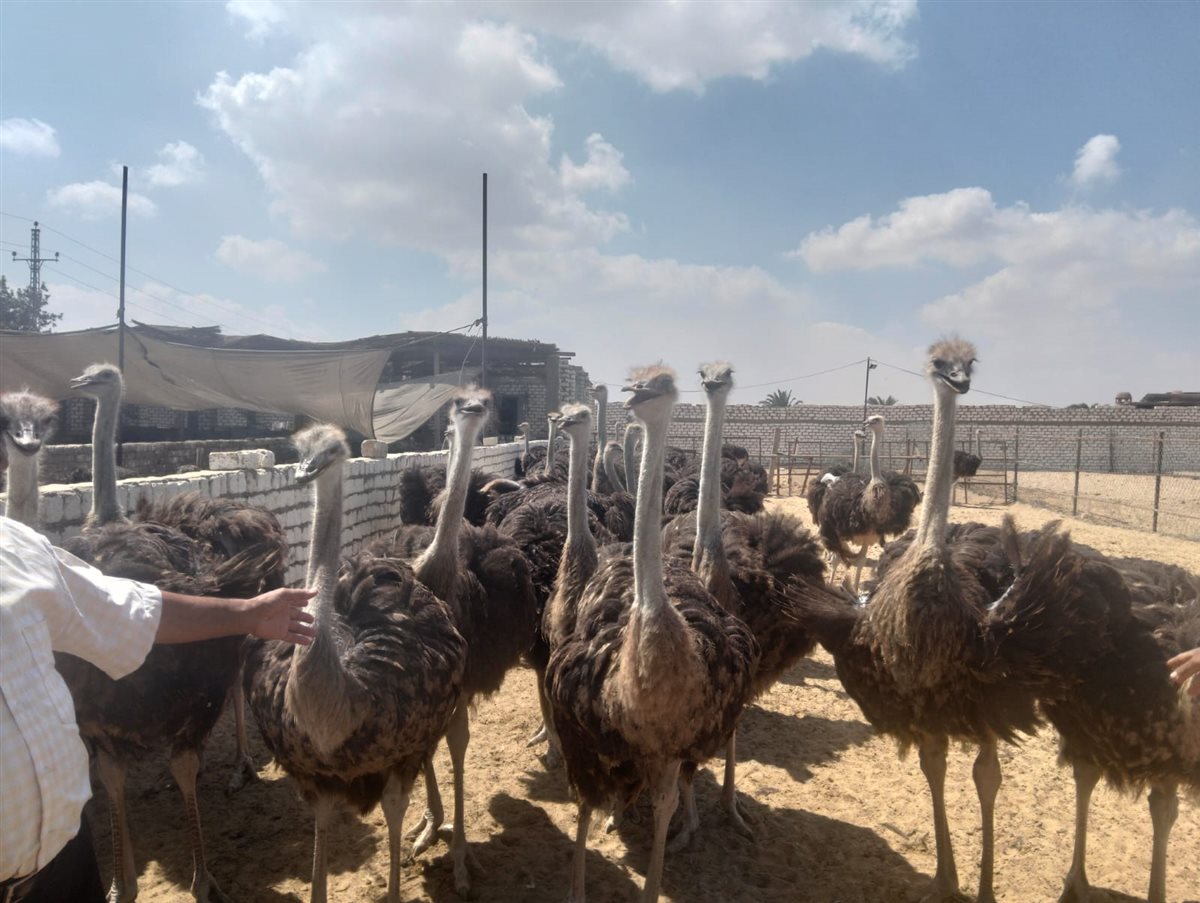 تربية النعام بالإسماعيلية، فيتو