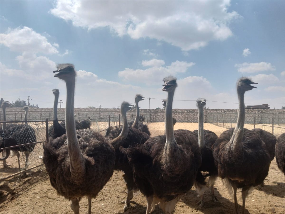 طيور النعام الافريقي،فيتو