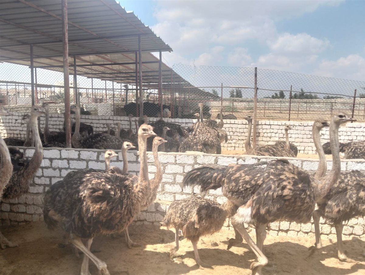 صغار النعام، فيتو 