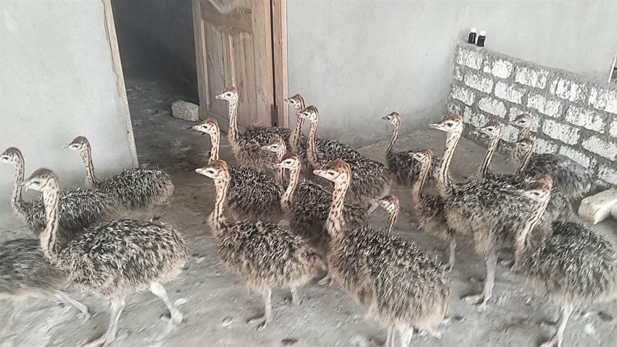 صغار النعام، فيتو 