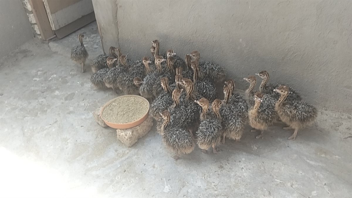 صغار النعام، فيتو 