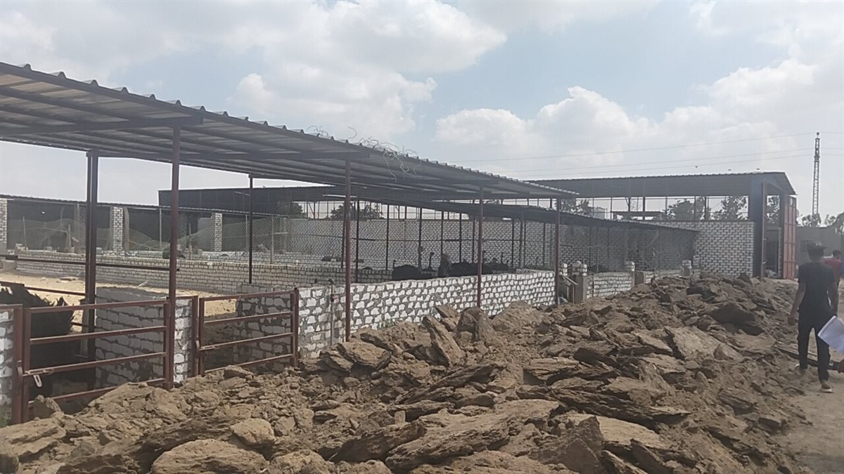 روث النعام،فيتو