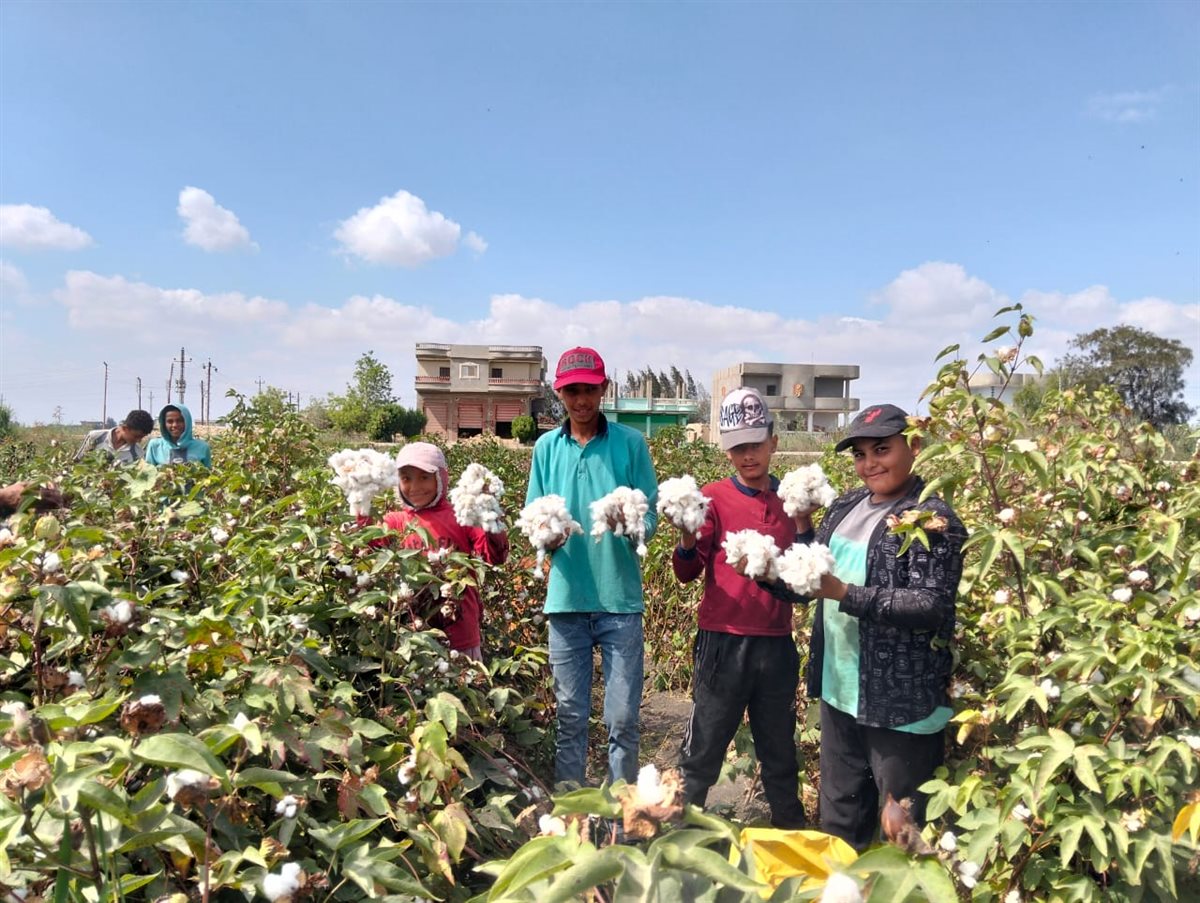 فرحة الأطفال بجني القطن في الإسماعيلية، فيتو