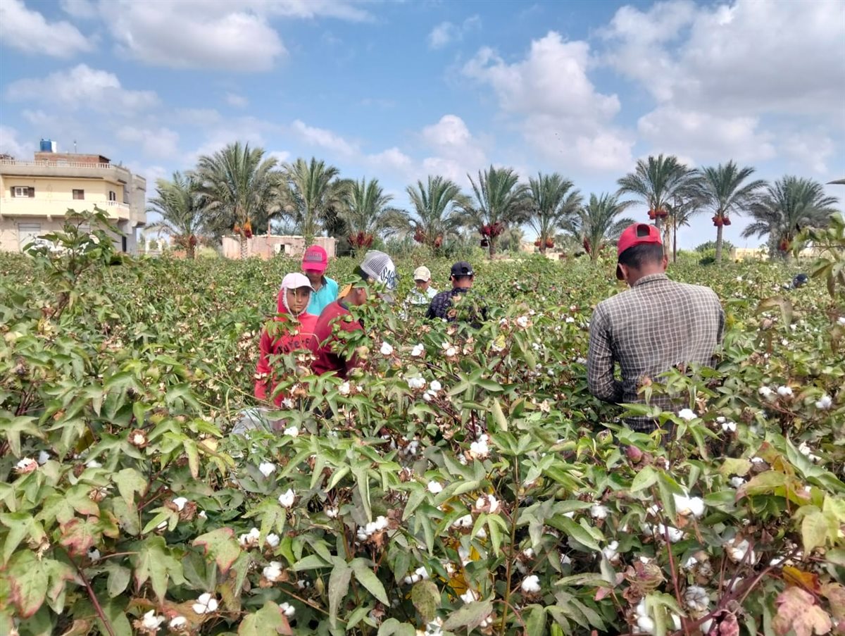 جني القطن بحقول الإسماعيلية، فيتو