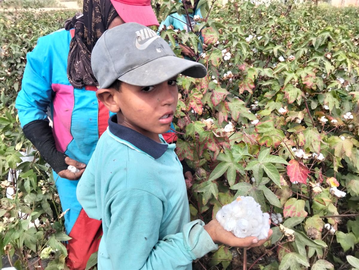 جني القطن بحقول الإسماعيلية، فيتو