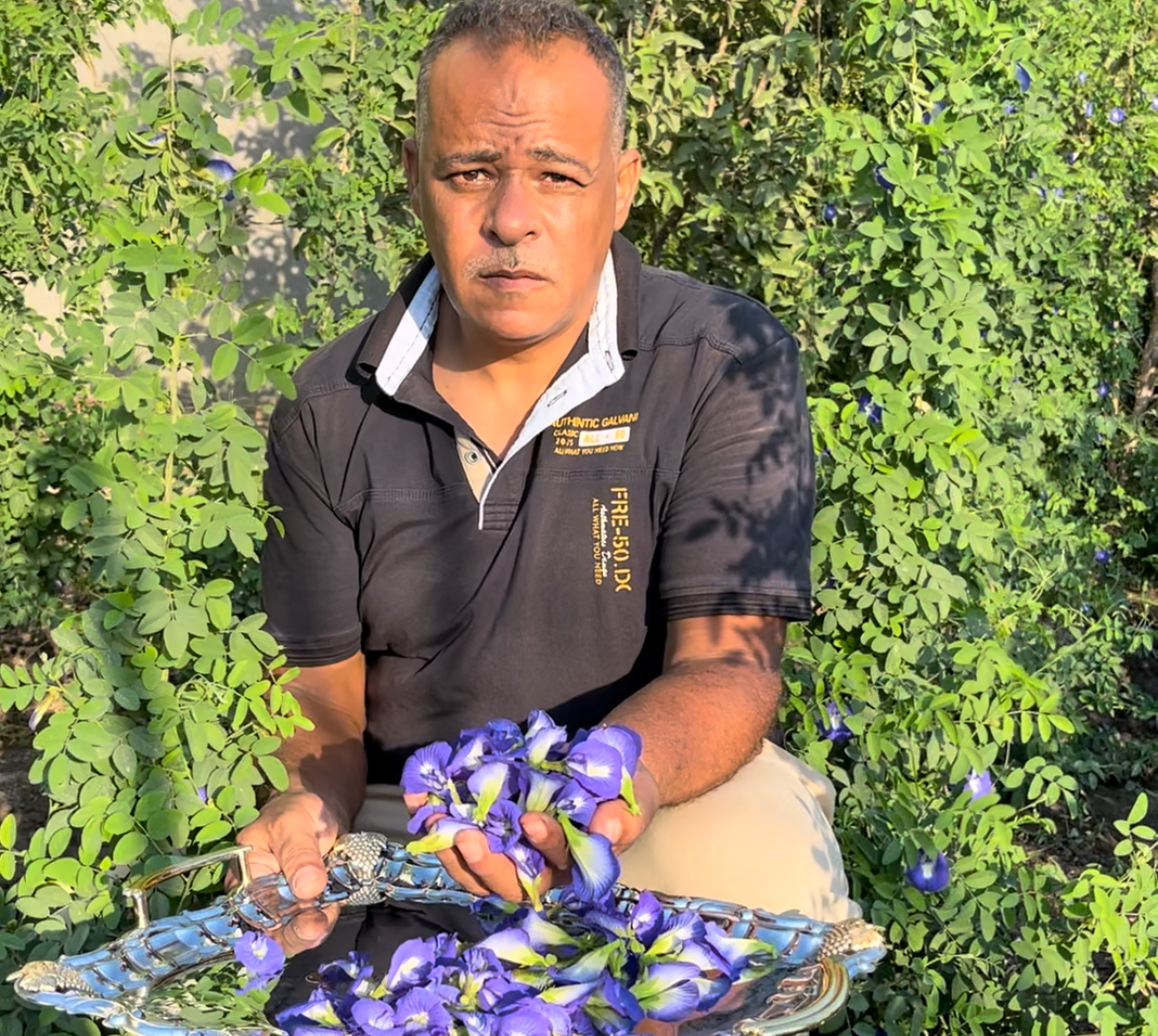 زراعة الشاي الأزرق في البحيرة، فيتو