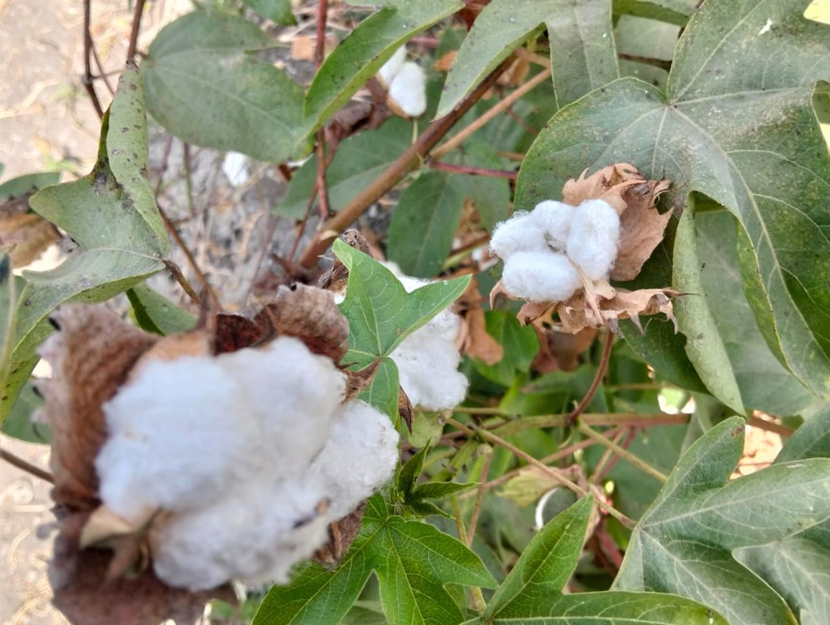 جني القطن بحقول الإسماعيلية، فيتو