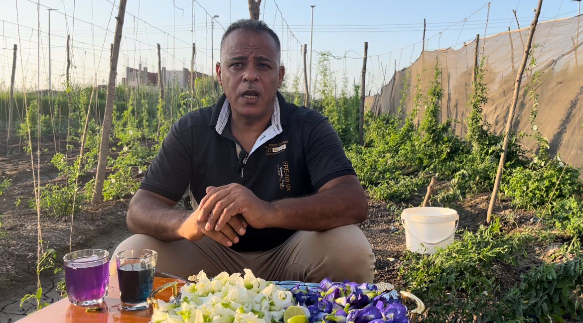 زراعة الشاي الأزرق في البحيرة، فيتو