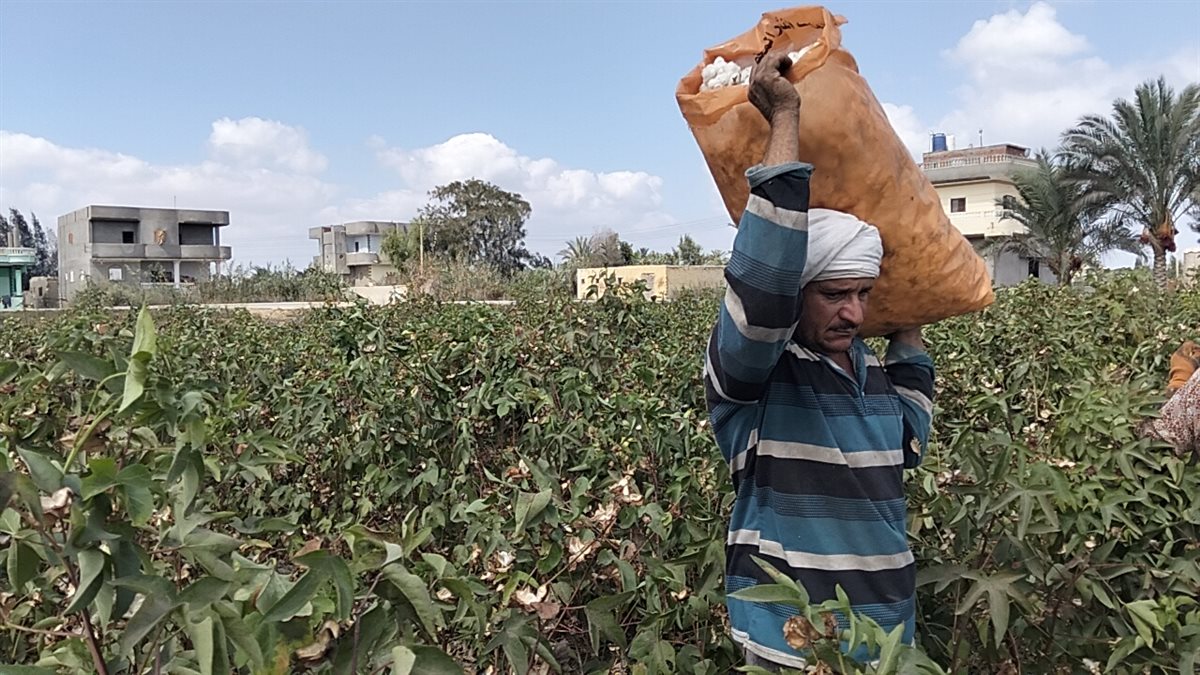 جني القطن بحقول الإسماعيلية، فيتو