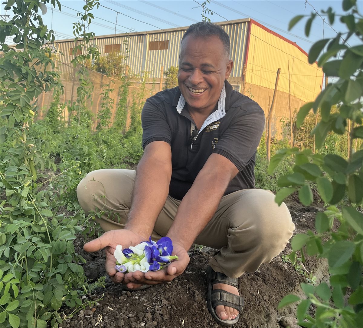 زراعة الشاي الأزرق في البحيرة، فيتو