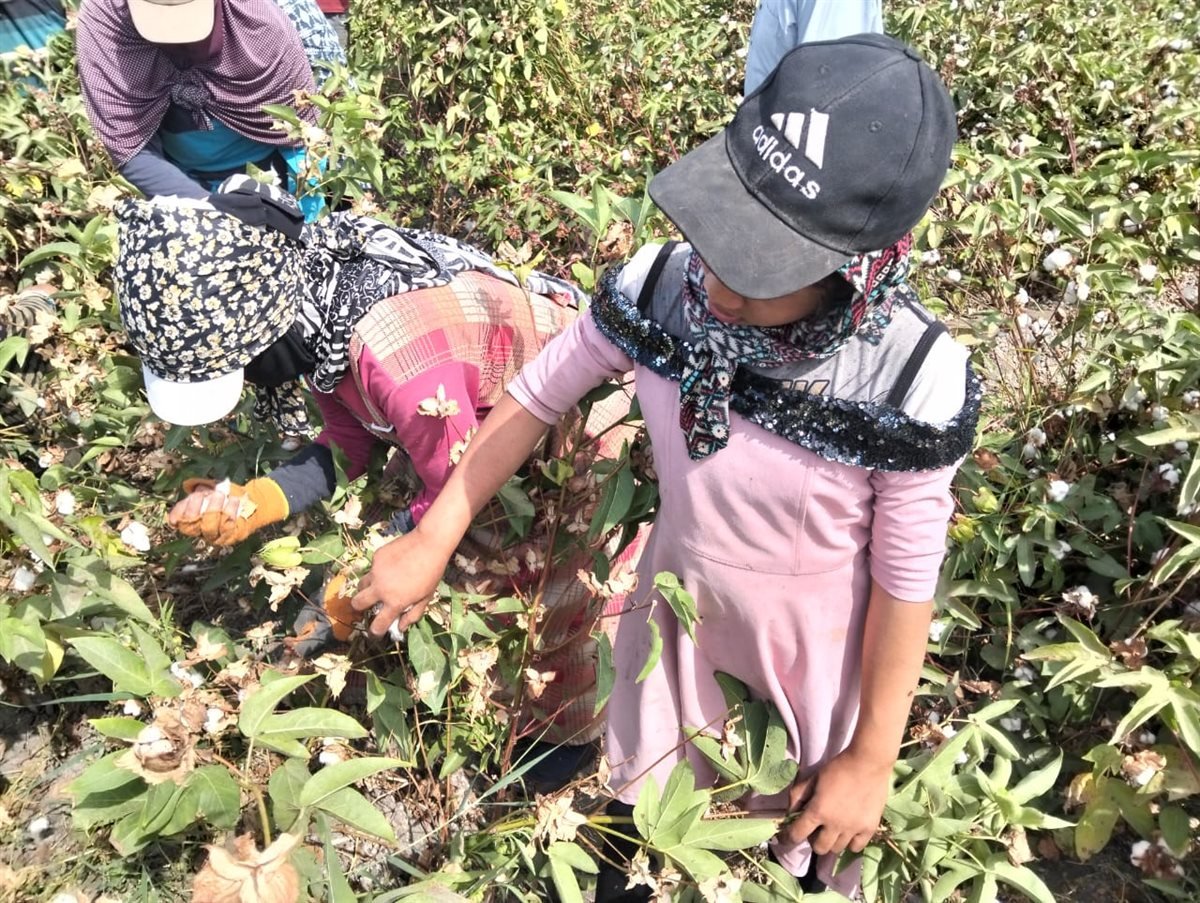 جني القطن بحقول الإسماعيلية، فيتو