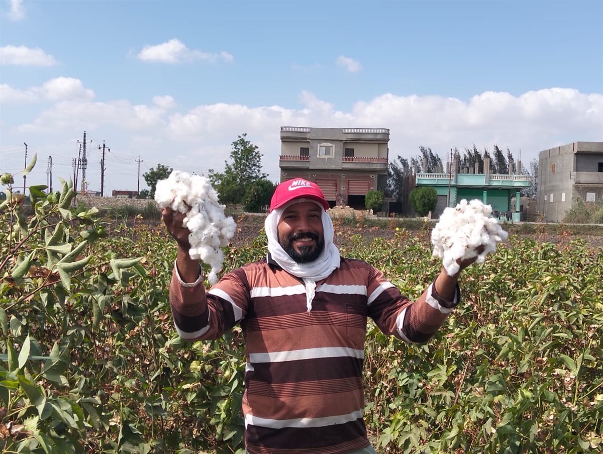 جني القطن بحقول الإسماعيلية، فيتو