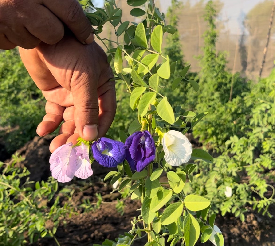 زراعة الشاي الأزرق في البحيرة، فيتو