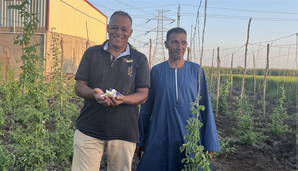 زراعة الشاي الأزرق في البحيرة، فيتو