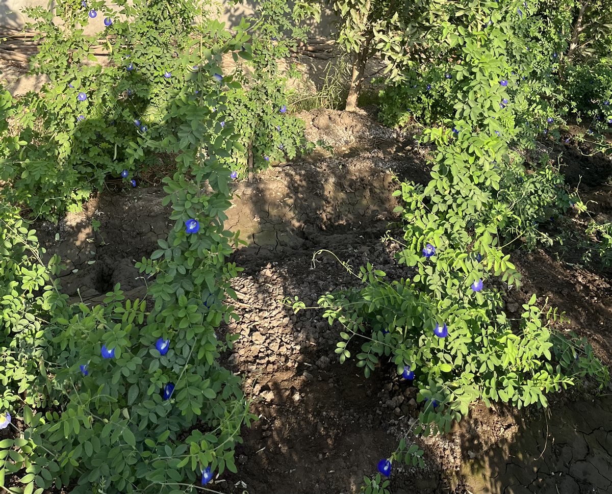 زراعة الشاي الأزرق في البحيرة، فيتو