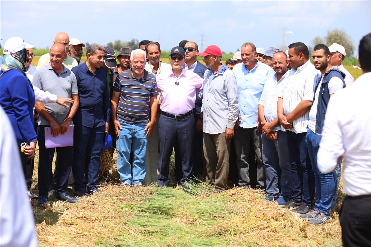 انطلاق موسم حصاد الأرز، فيتو