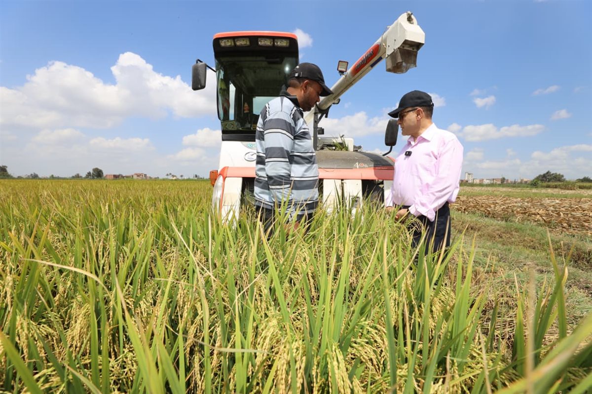 محافظ كفر الشيخ يعلن انطلاق موسم حصاد الأرز، فيتو