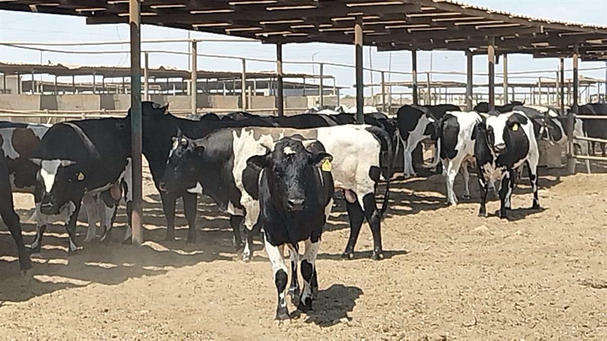 جانب من جولة محافظ الإسماعيلية، فيتو