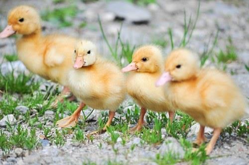 سعر البط اليوم، فيتو