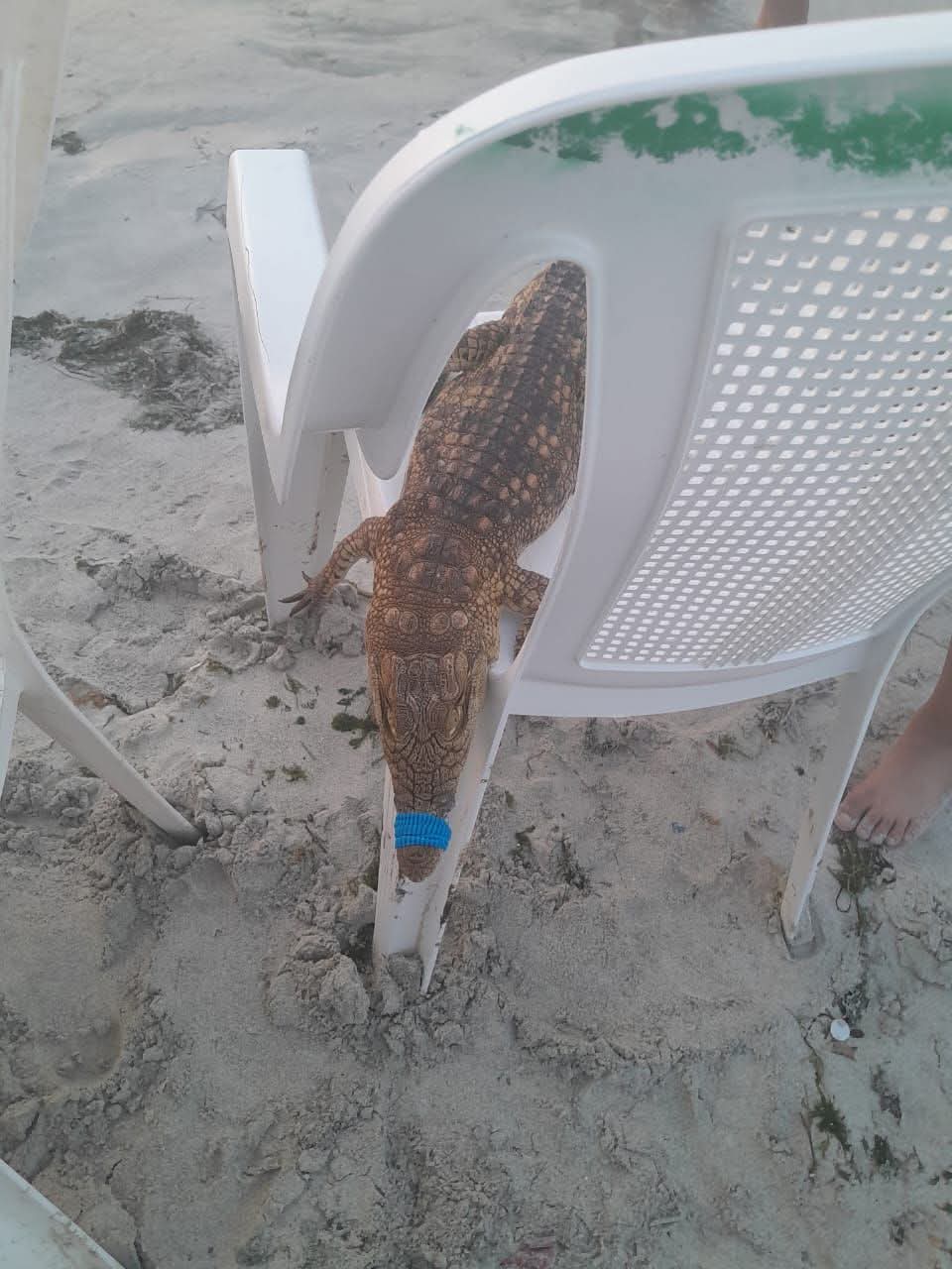 اصطياد تمساح شاطئ أبو تلات