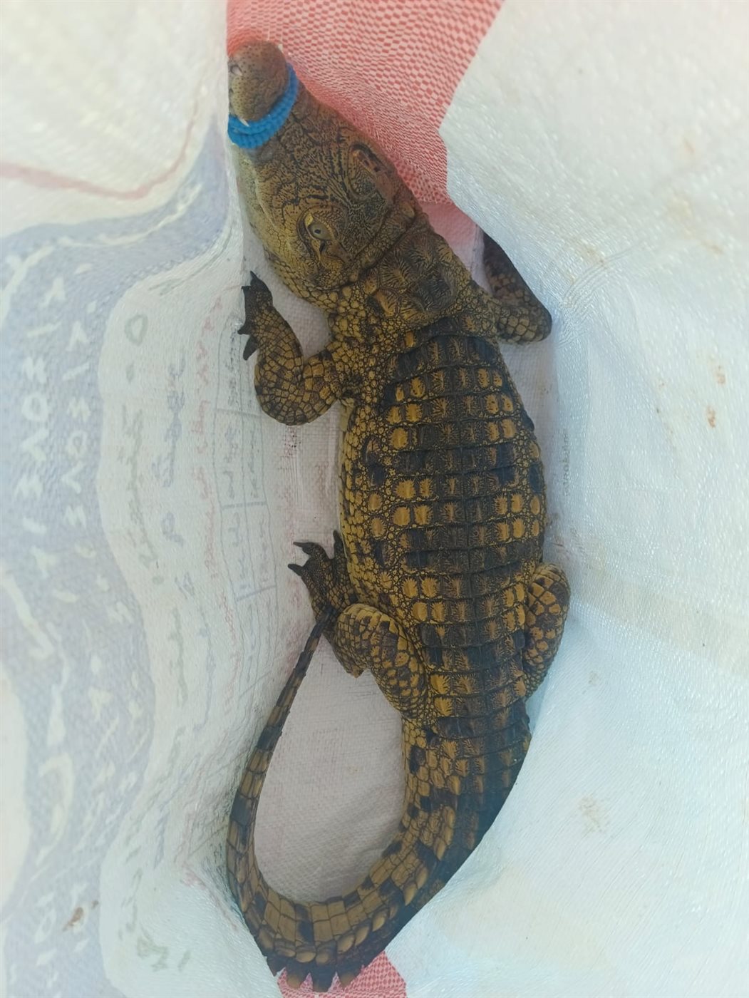 سر ظهور تمساح ابوتلات