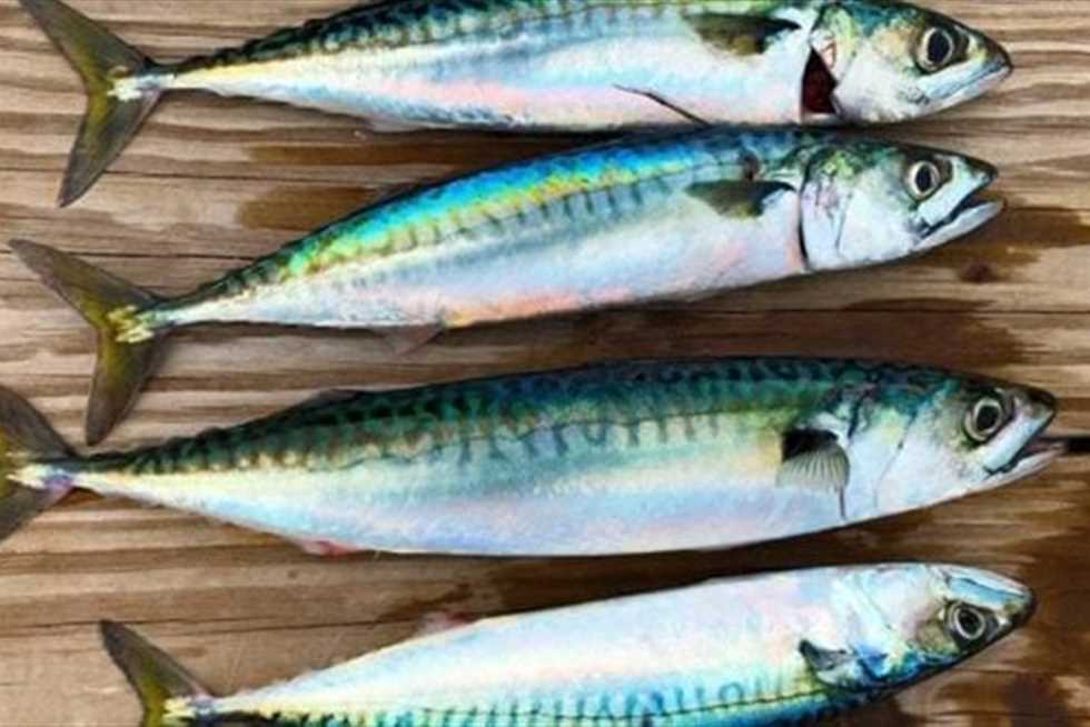 فوائد سمك الماكريل 