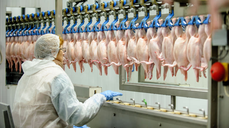 مجازر الدواجن