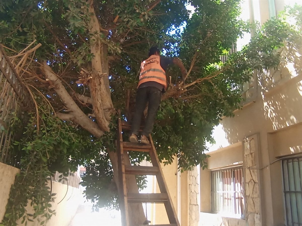 جانب من أعمال التجميل، فيتو