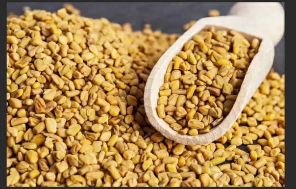 فوائد الحلبة