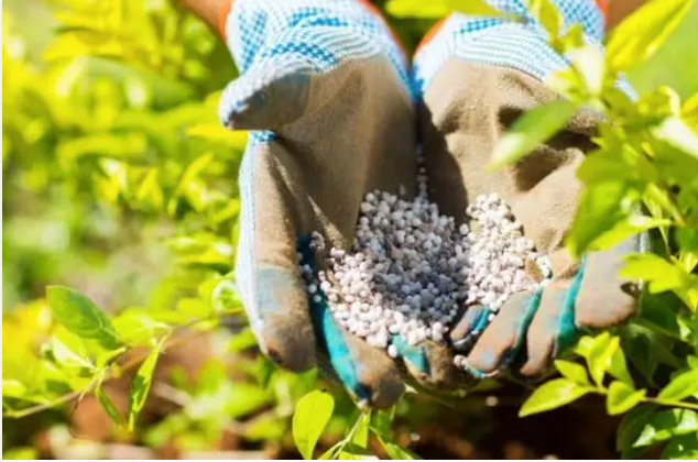 المحاصيل تحتاج الأسمدة للإنتاج، فيتو