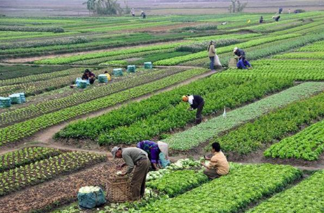 الأسمدة تساعد في نمو المحاصيل، فيتو