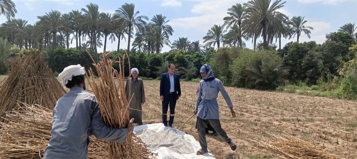 جانب من حصاد السمسم بالإسماعيلية، فيتو