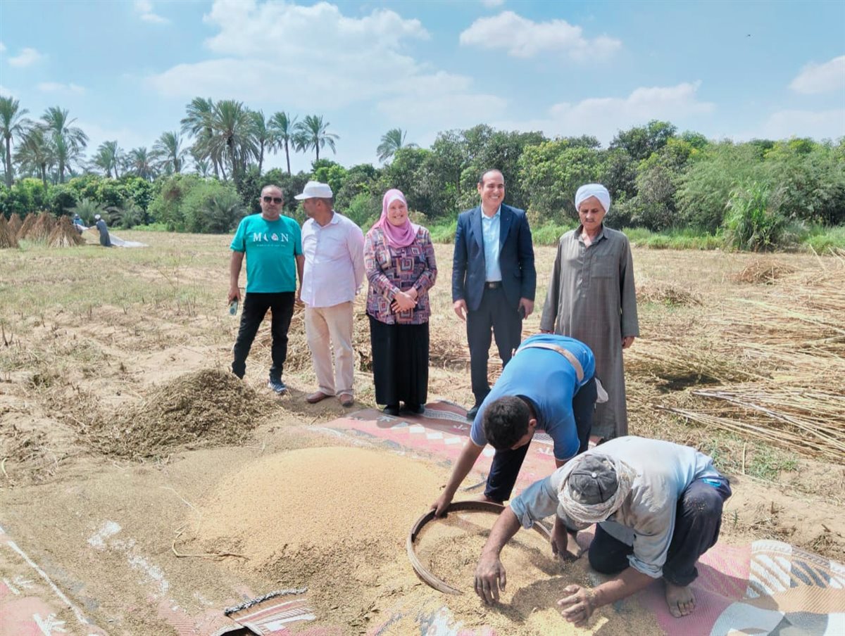 جانب من حصاد السمسم بالإسماعيلية، فيتو