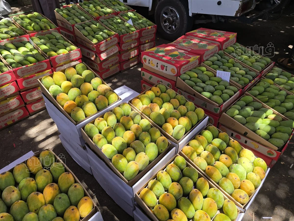 <strong>سعر المانجو اليوم في سوق العبور، فيتو</strong>