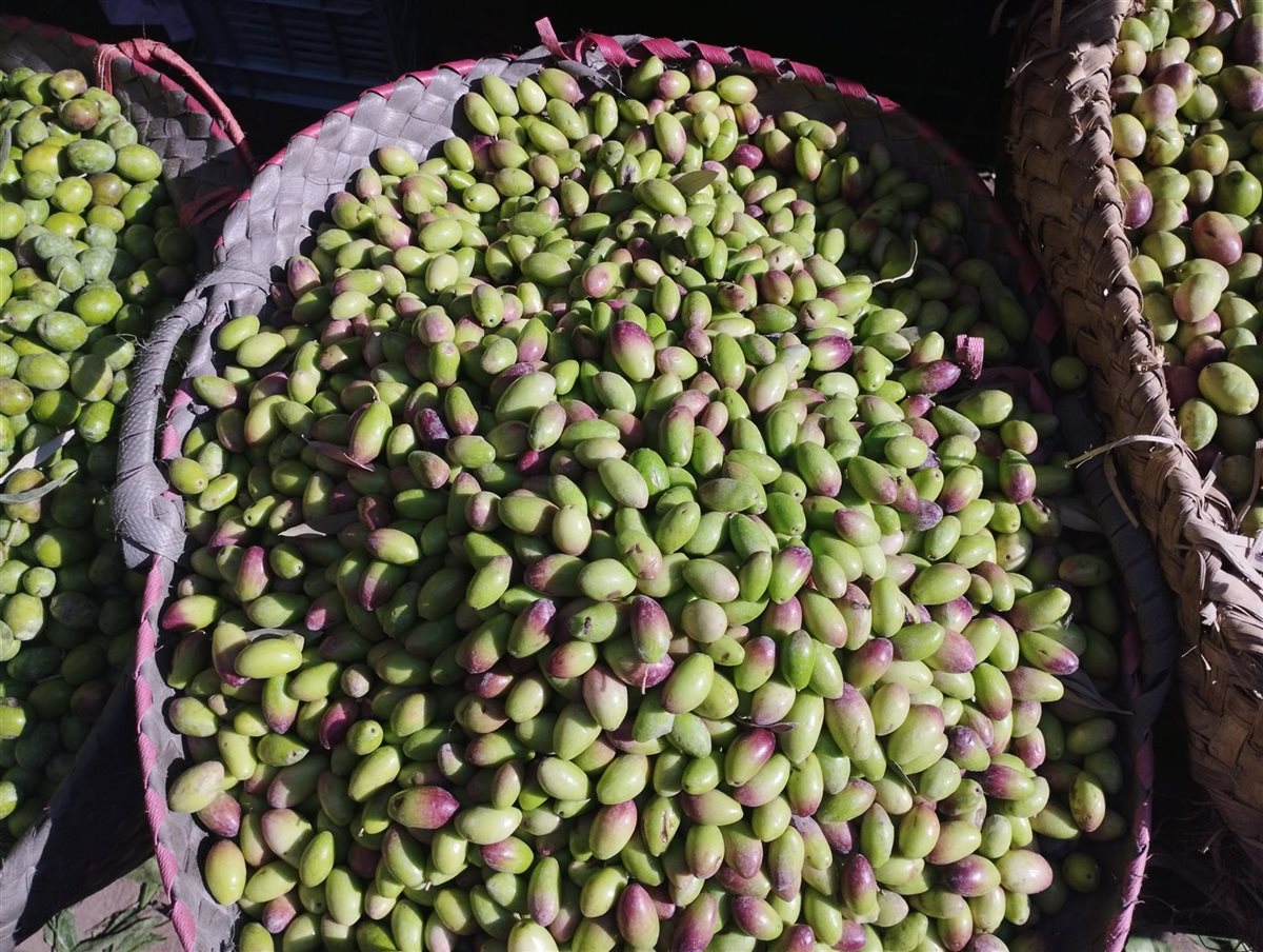 أنواع وأسعار الزيتون الأخضر بمحافظة البحيرة، فيتو