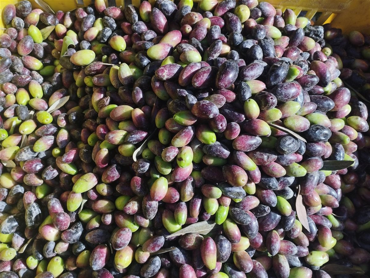 أنواع وأسعار الزيتون الأخضر بمحافظة البحيرة، فيتو